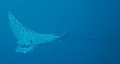 ��������Ĵ���Ǳˮ